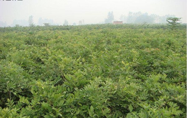 1627977259842775.jpg 紫藤3.PNG