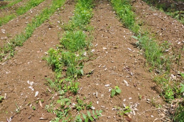 1627989614459939.jpg image.jpg