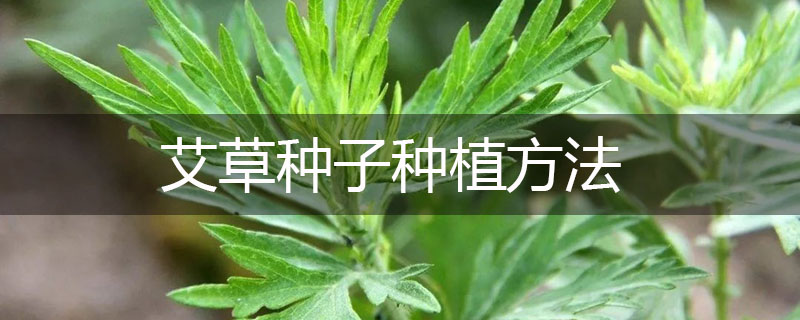 艾草種子種植方法