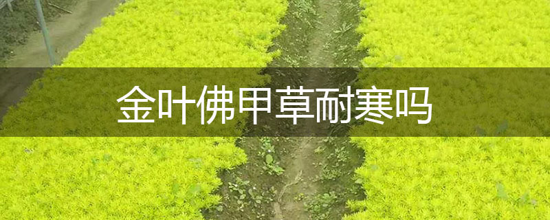 金葉佛甲草耐寒嗎