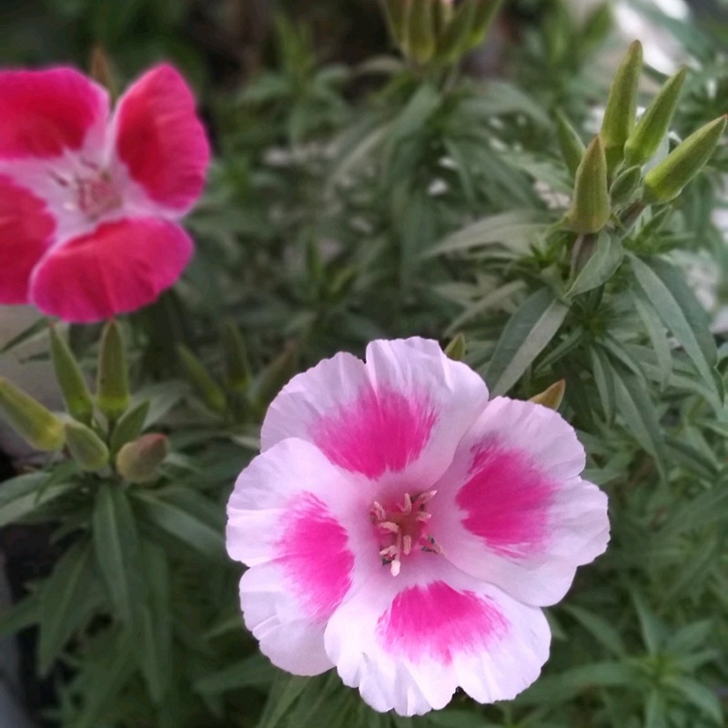 古代稀的生長(zhǎng)習(xí)性形態(tài)及用途