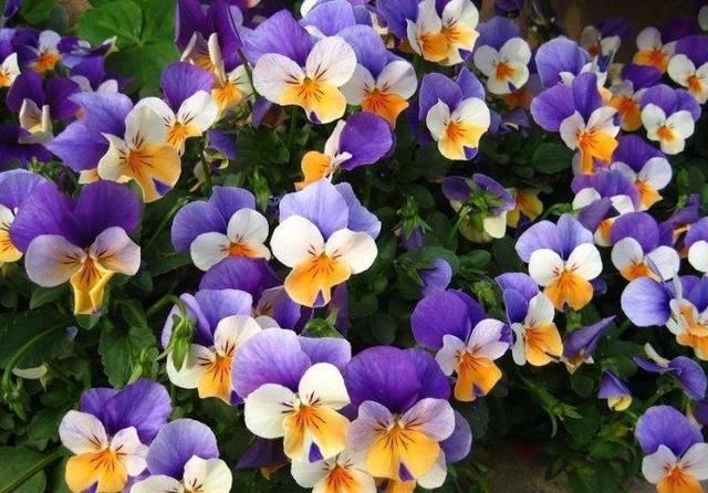 三色堇，配色很奇特，有什么養殖技巧