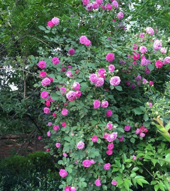 1628668675399970.jpg image.jpg