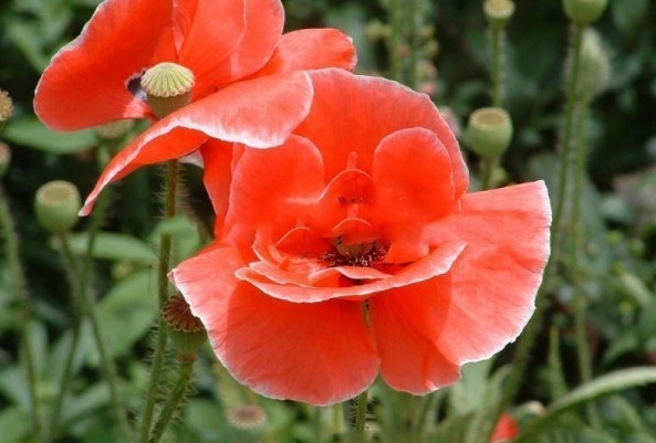 1628772383617829.jpg 1628772362(1).jpg