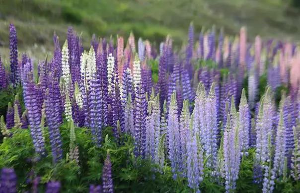 魯冰花的種植方法，魯冰花的實用價值