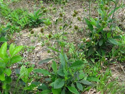 1628853198149254.jpg 1628853198149254.jpg