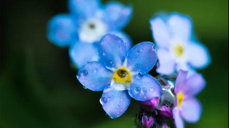 勿忘草又名勿忘我，因為植株十分小巧，可以種植在盆栽里觀賞