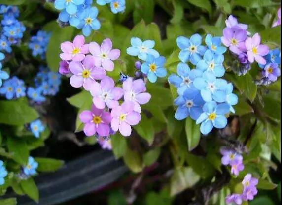 勿忘草又名勿忘我，因為植株十分小巧，可以種植在盆栽里觀賞