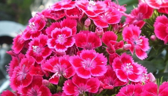 1628862933722605.jpg 1628862924(1).jpg