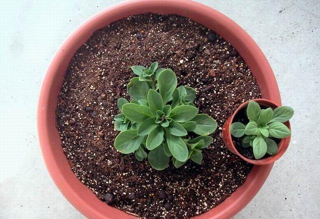 矮牽牛的實用種植要點