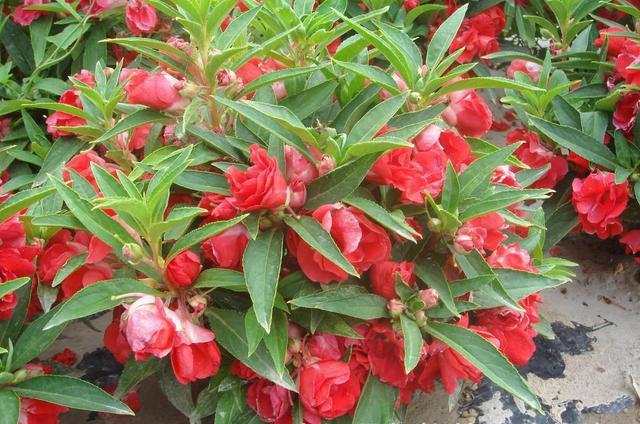 鳳仙花又叫指甲花，應該如何播種