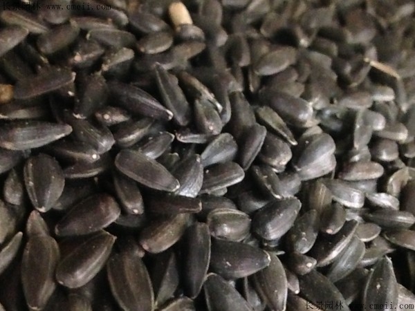 觀賞向日葵種子圖片