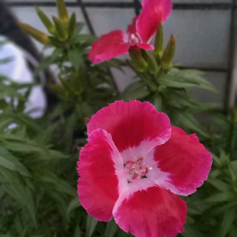 古代稀的生長習性形態及用途