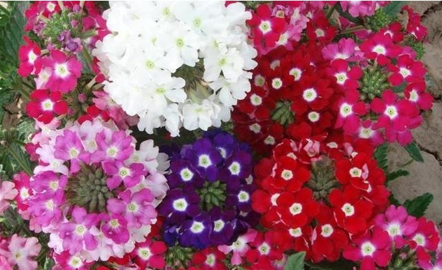 1628920065320245.jpg 1628920058(1).jpg