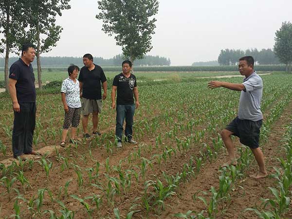 甜高粱種子,甜高粱