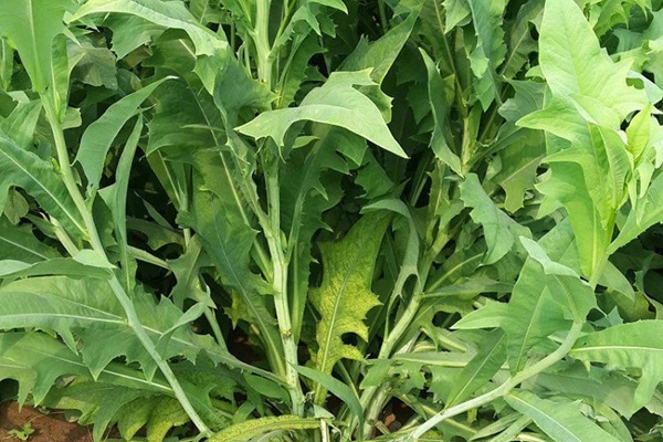 苦荬菜種植苦荬菜養(yǎng)鵝—— 飼養(yǎng)方法