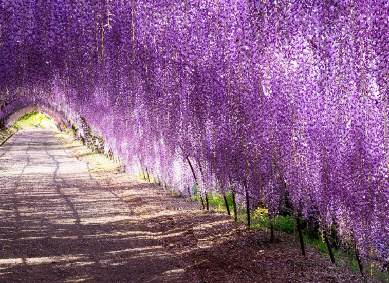 紫藤花1414.jpg