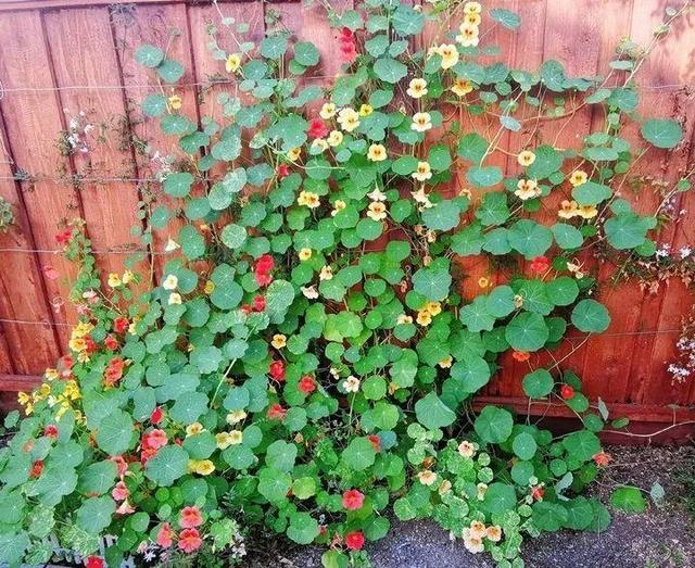 超好養(yǎng)的旱金蓮，可以爬滿藤