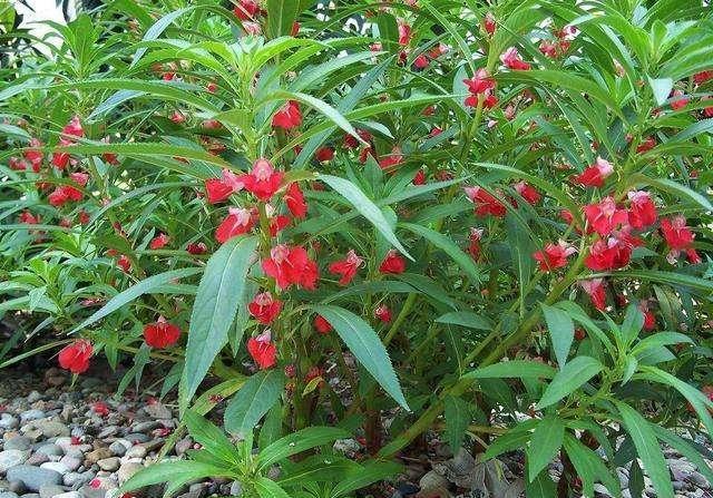 鳳仙花又叫指甲花，應該如何播種