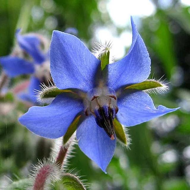 琉璃苣的花語和寓意，有什么傳說故事？