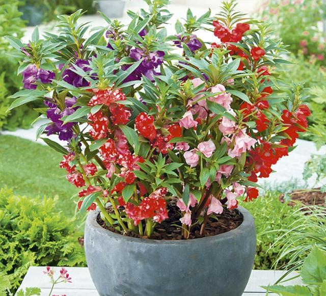 鳳仙花又叫指甲花，應該如何播種