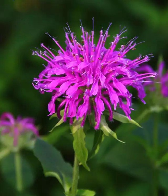 夏日清新香草—薄荷  藥用價值高