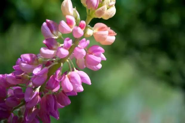 魯冰花的種植方法，魯冰花的實用價值