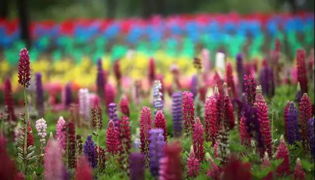 魯冰花的種植方法，魯冰花的實用價值