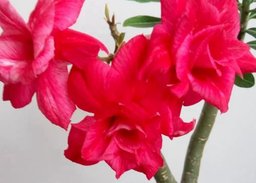 1629267129859708.jpg XAGT77VX$4BP4UY3UDOB[F3.jpg