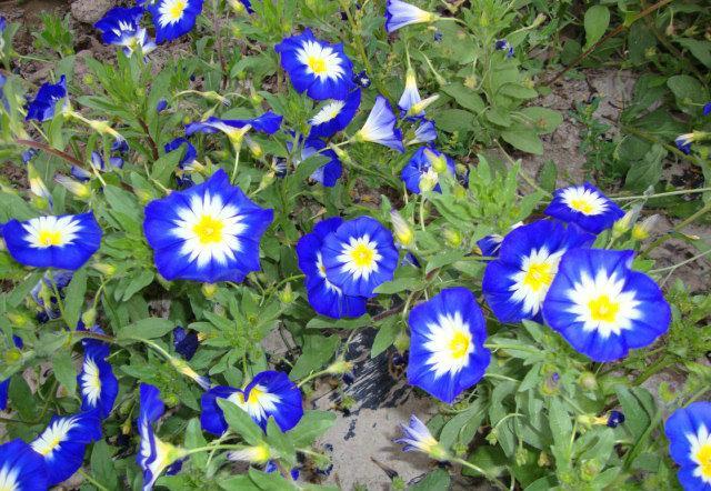 三色旋花最實(shí)用的栽種方法都在這里