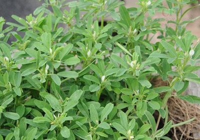 1629274747490164.jpg 1629274747490164.jpg