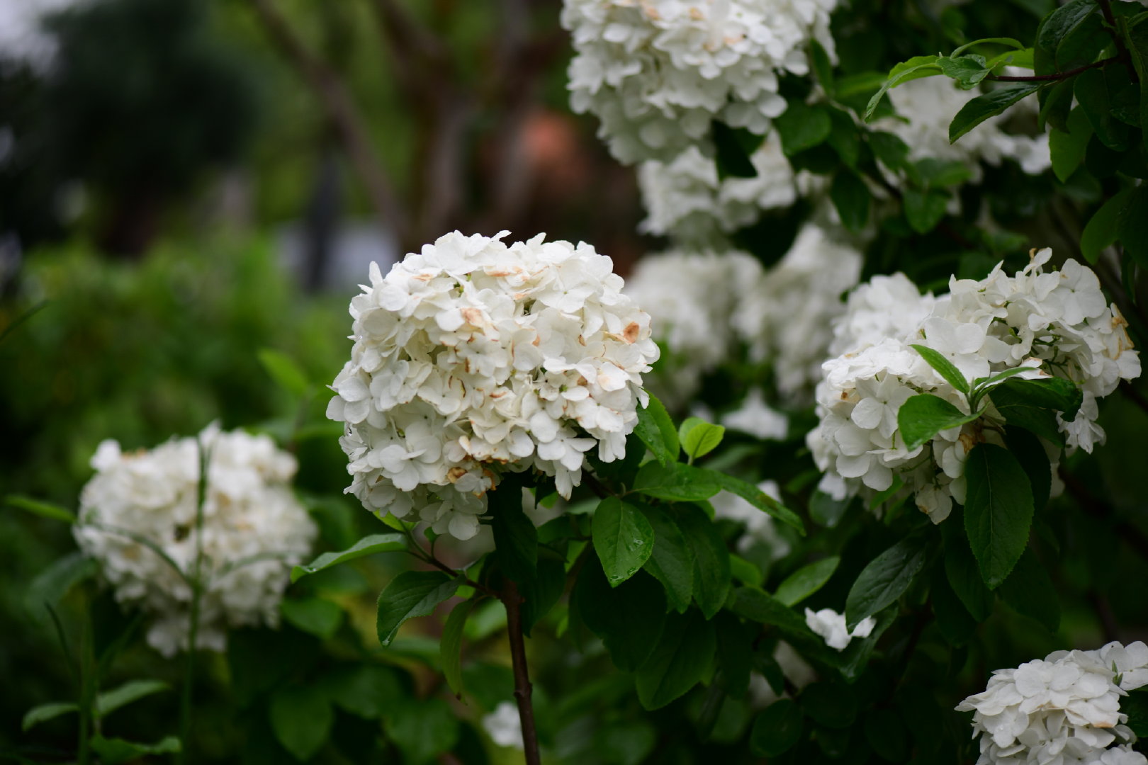 1629278151754097.jpg 1629278151754097.jpg