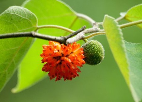 1629371770908966.jpg image.jpg