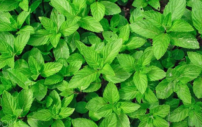 薄荷1111111111111111111111111111.jpg
