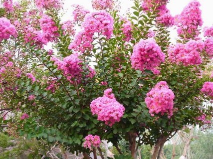 北方可以種草本花卉嗎 北方可以種草本花卉嗎