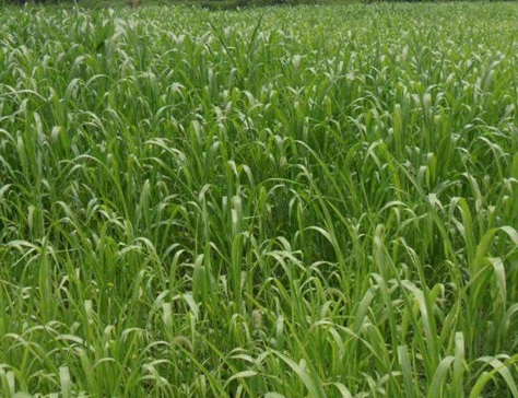 牧草冬天能種嗎