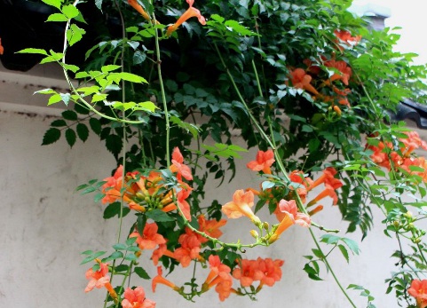 1629551700181039.jpg image.jpg