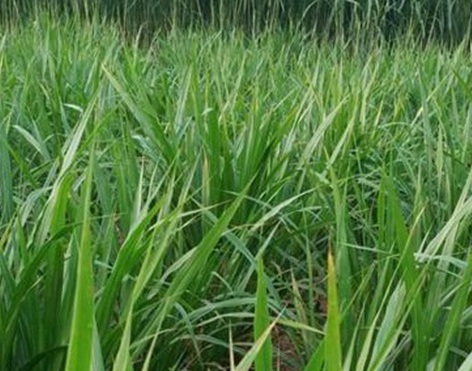 1629552357643289.jpg image.jpg