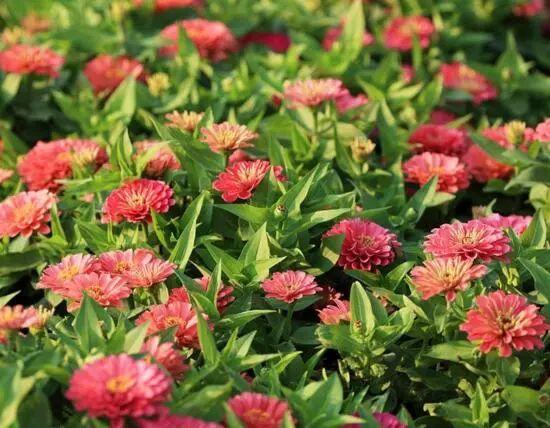 百日草生長期養護要點，百日草一年四季的養護方法