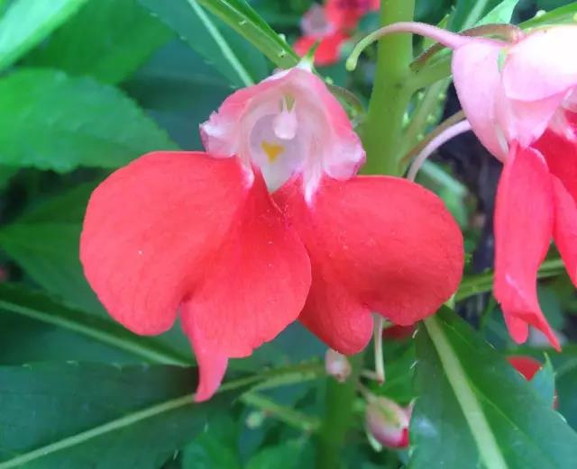 鳳仙花又稱指甲花 還可以染指甲你知道嗎