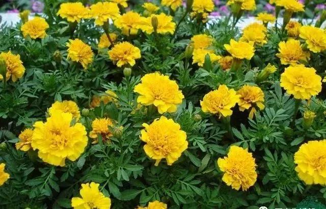 這種花居然叫做孔雀草，一直以為是太陽花呢，這次又長知識了！