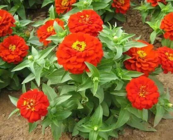 百日草生長期養(yǎng)護要點，百日草一年四季的養(yǎng)護方法