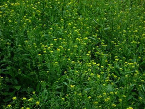 耐堿性牧草草種推薦---草木犀，種植方法是什么