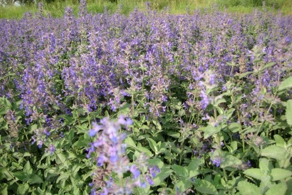 1629878828355181.jpg RIHS{S$70[44M$5)TJ0OEDD.jpg