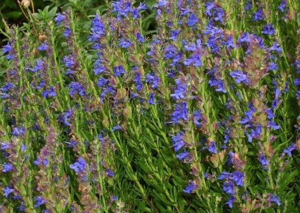 1629878852557591.jpg {AM{{OSD1M0IRJ2CYU54IVQ.jpg