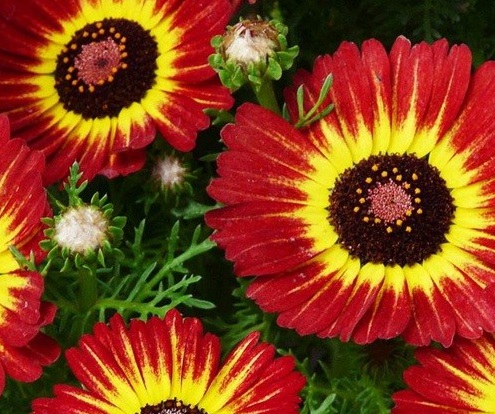 1629884066288525.jpg image.jpg