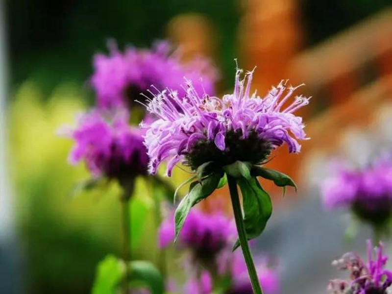 夏日清新香草—薄荷  藥用價值高