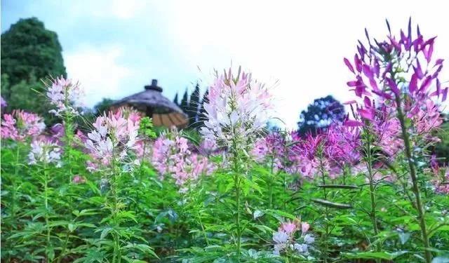 醉蝶花的簡(jiǎn)單介紹和種植方法