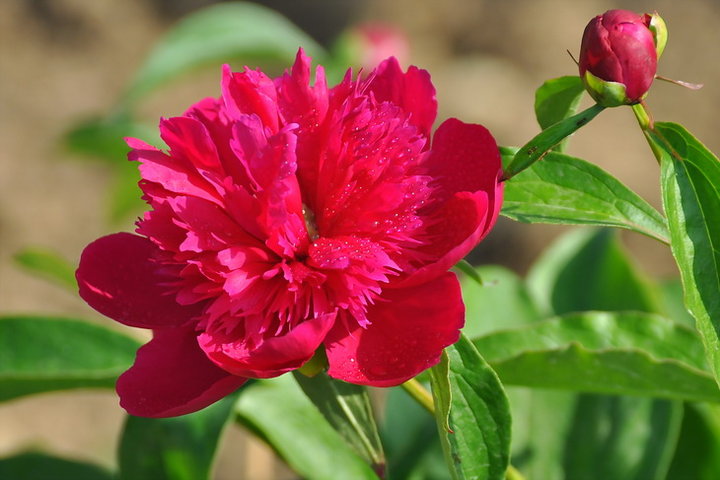 1629978259616974.jpg 1629978259616974.jpg