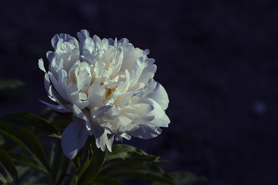 1629978297387250.jpg 1629978297387250.jpg